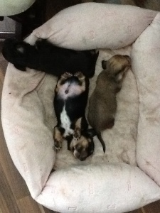 My little babies sleeping. This is the first time I've seen the black boy sleeping on his back! Too cute!