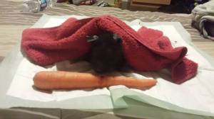My little Dolce's last bath, drying under a nice towel with his most favourite food in the world: carrots!